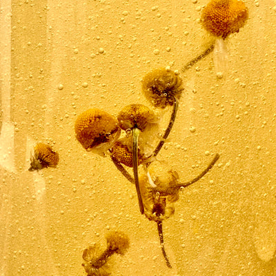 Shampoo Manzanilla   (Aclarante natural)